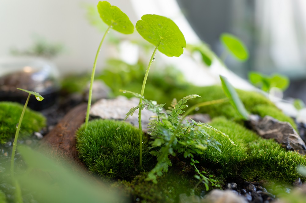 Rośliny do terrarium lubiące wysoką temperaturę